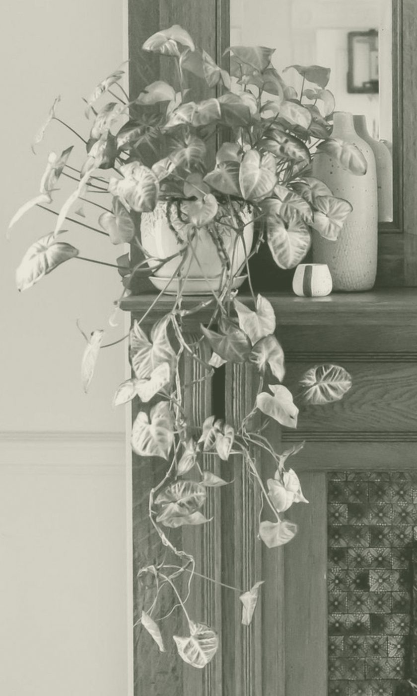 A trailing plant on the office mantel, toned in olive